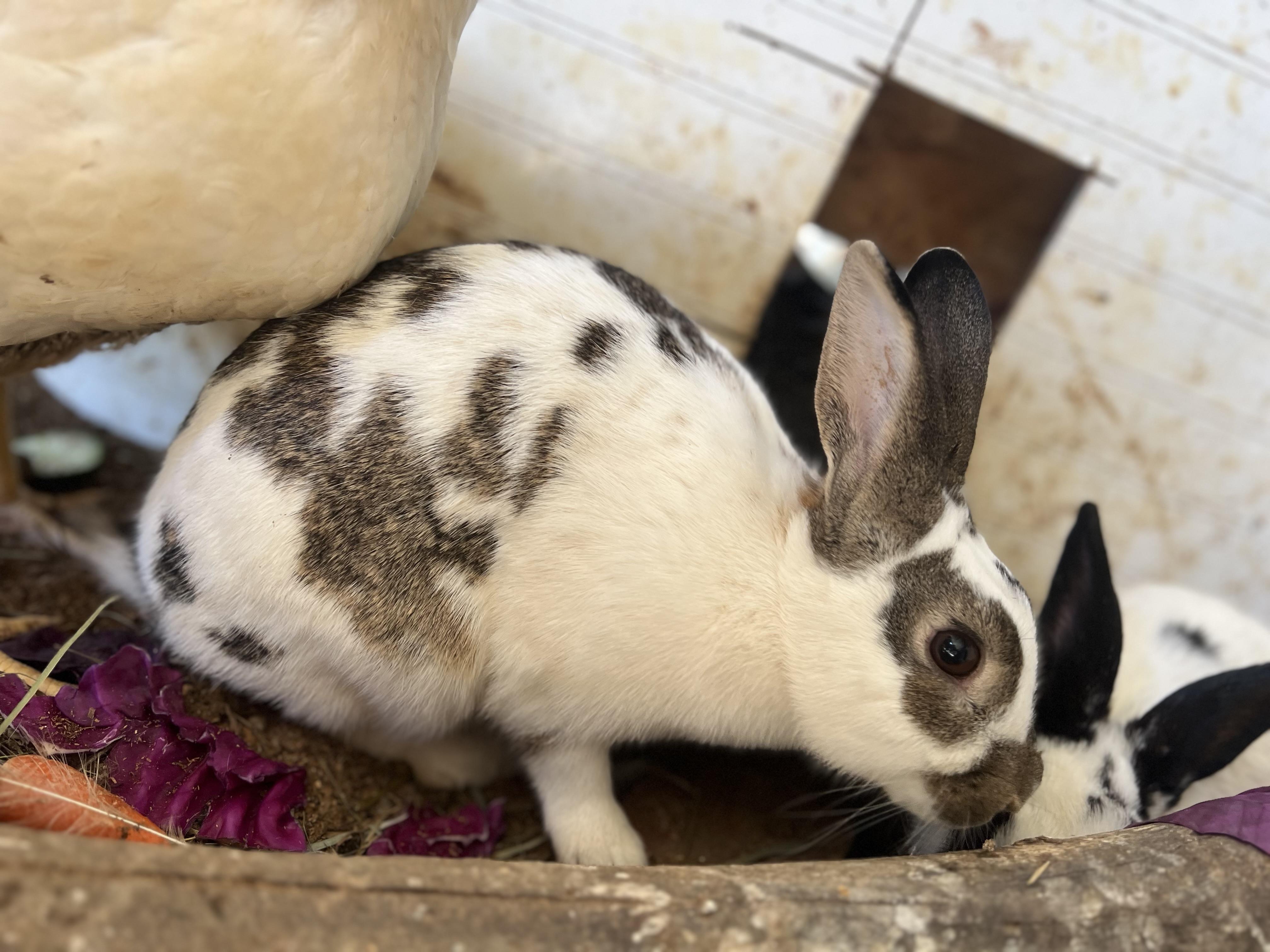 Enlarge freckles, a Adoptable mixed breed in Matthews, IN image 3/5