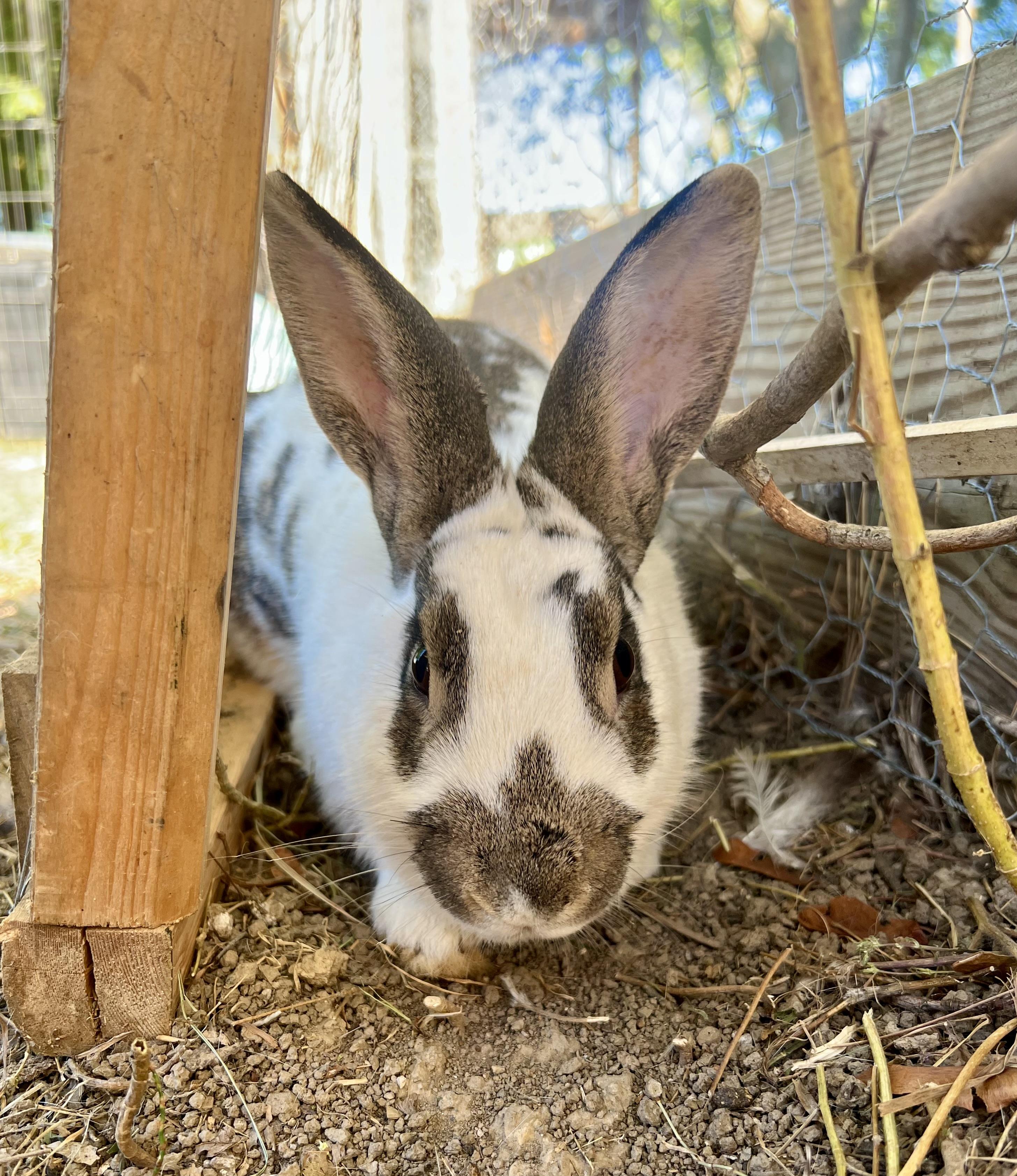 Enlarge freckles, a Adoptable mixed breed in Matthews, IN image 4/5