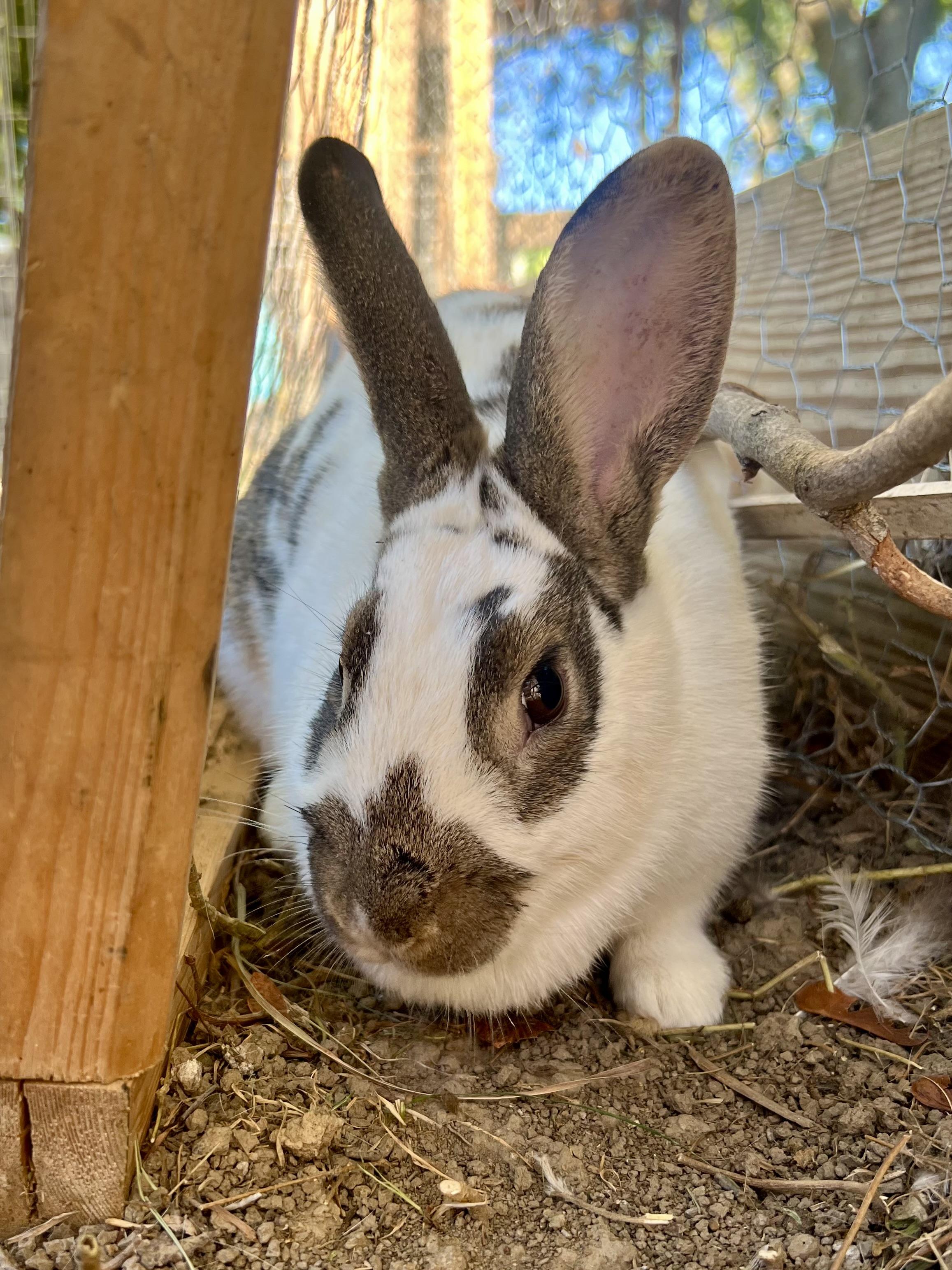 Enlarge freckles, a Adoptable mixed breed in Matthews, IN image 5/5