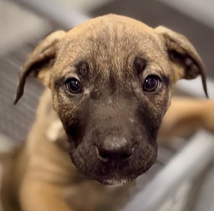 Idaho, Adoptable, Puppy Male Mixed Breed & Mixed Breed.