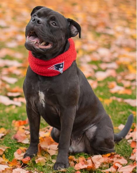 Enlarge Sarge, a Adoptable Pit Bull Terrier in Cranston, RI image 2/3