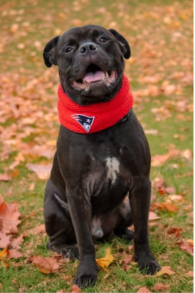 Enlarge Sarge, a Adoptable Pit Bull Terrier in Cranston, RI image 3/3