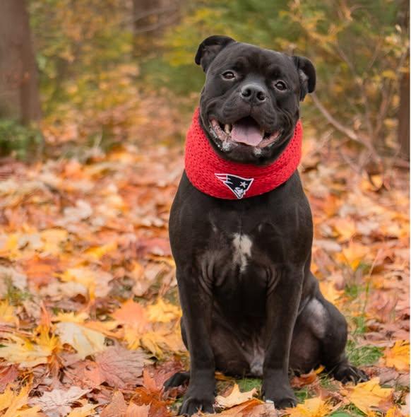 Sarge, Adoptable, Adult Male Pit Bull Terrier.