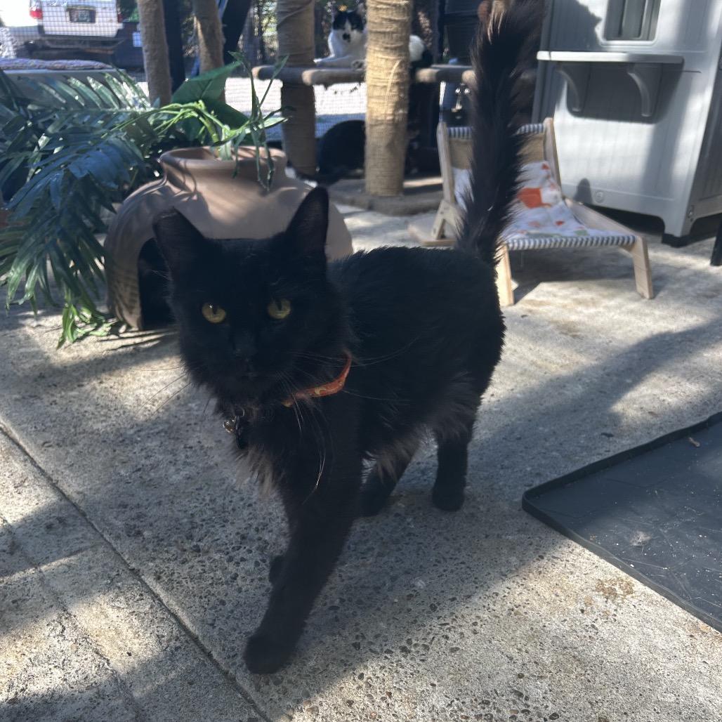 Maleko, Adoptable, Young Male Domestic Short Hair.