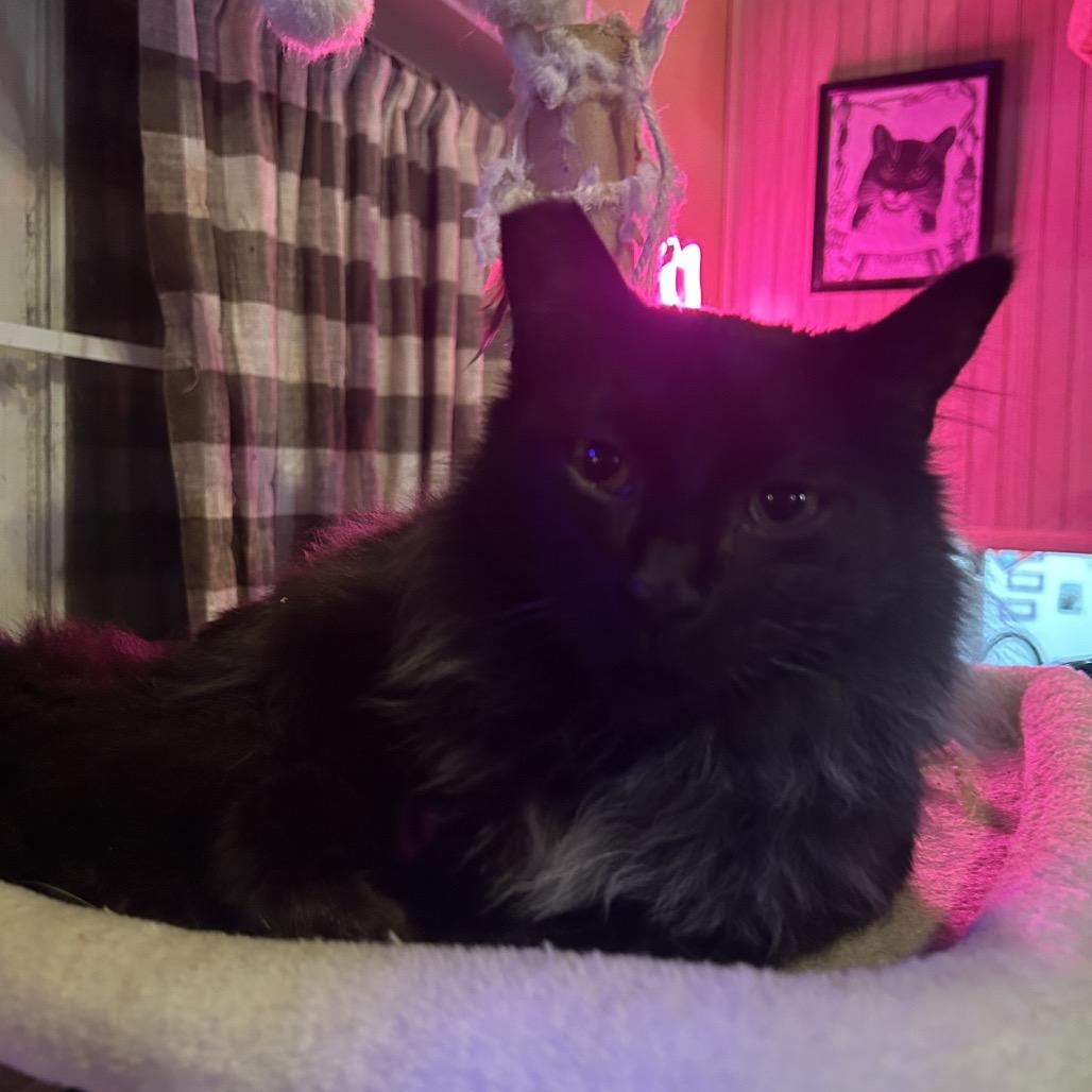 Maleko, a Adoptable Domestic Short Hair in Veneta, OR image 2/2