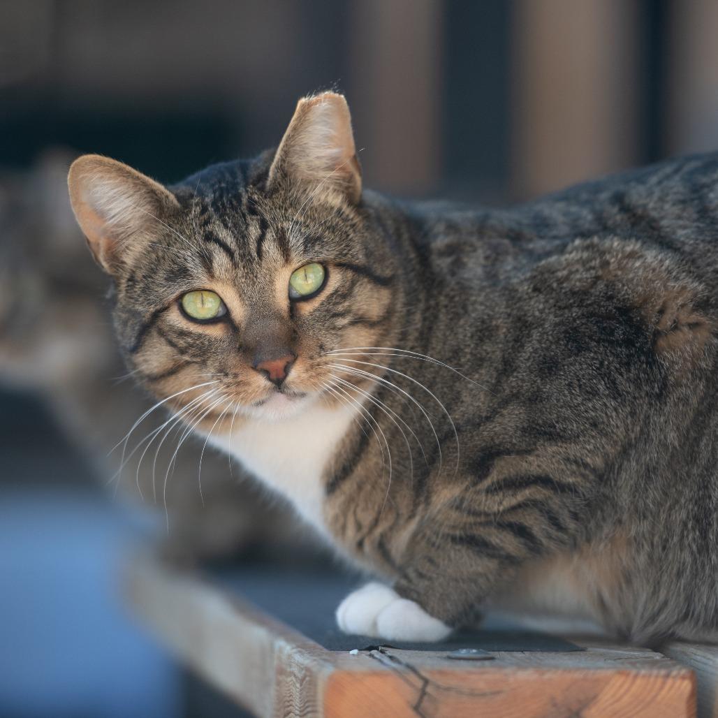 Shrykos — thumbnail 2