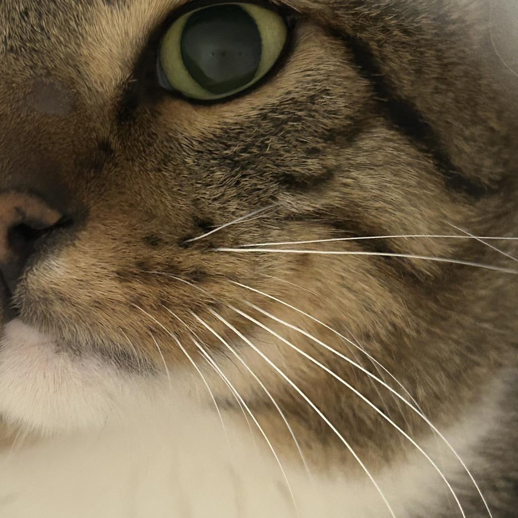 Shrykos — thumbnail 3