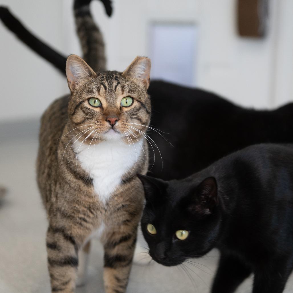 Shrykos — thumbnail 4