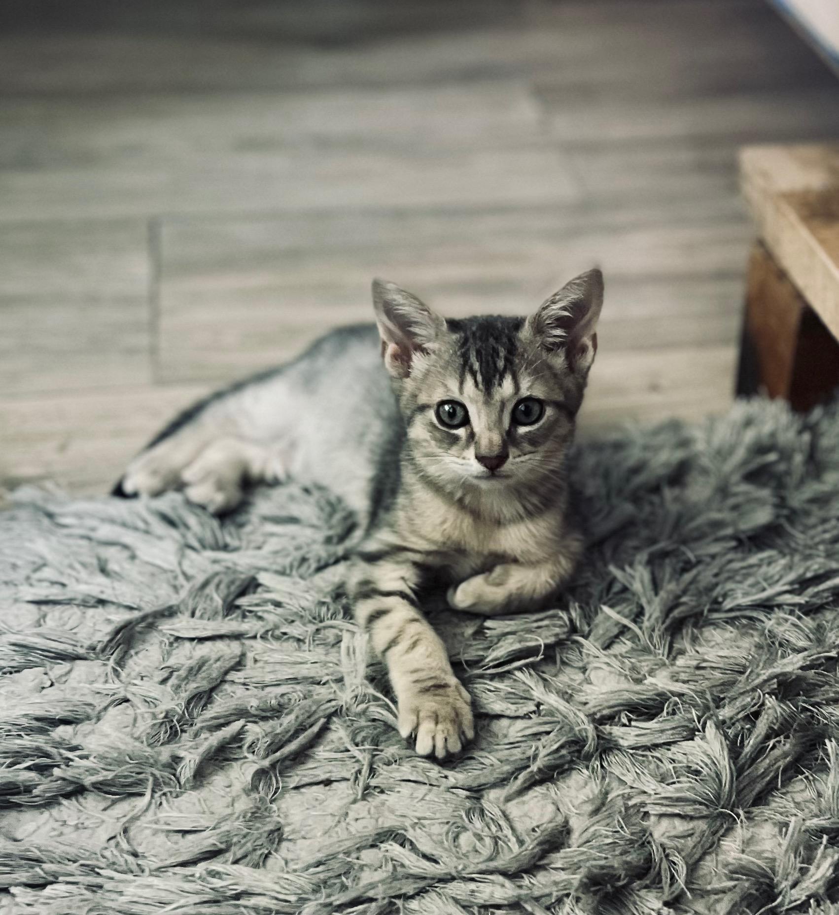 Cider, Baby Male Domestic Short Hair