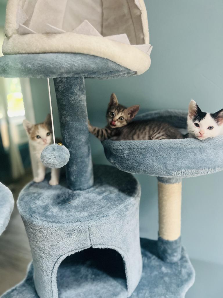 Enlarge Cider, a Adopted Domestic Short Hair in Orlando, FL image 2/5