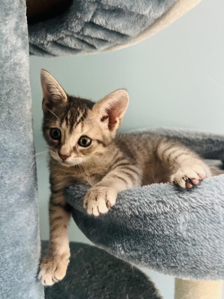 Enlarge Cider, a Adopted Domestic Short Hair in Orlando, FL image 3/5