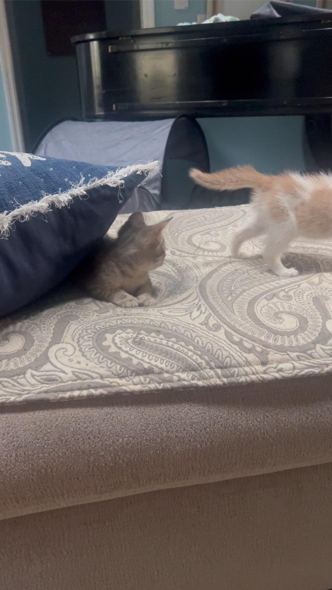 Enlarge Cider, a Adopted Domestic Short Hair in Orlando, FL image 4/5