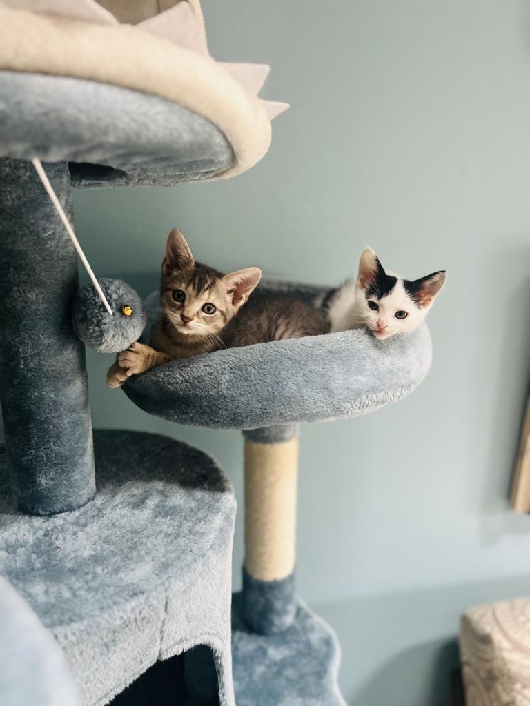 Enlarge Cider, a Adopted Domestic Short Hair in Orlando, FL image 5/5