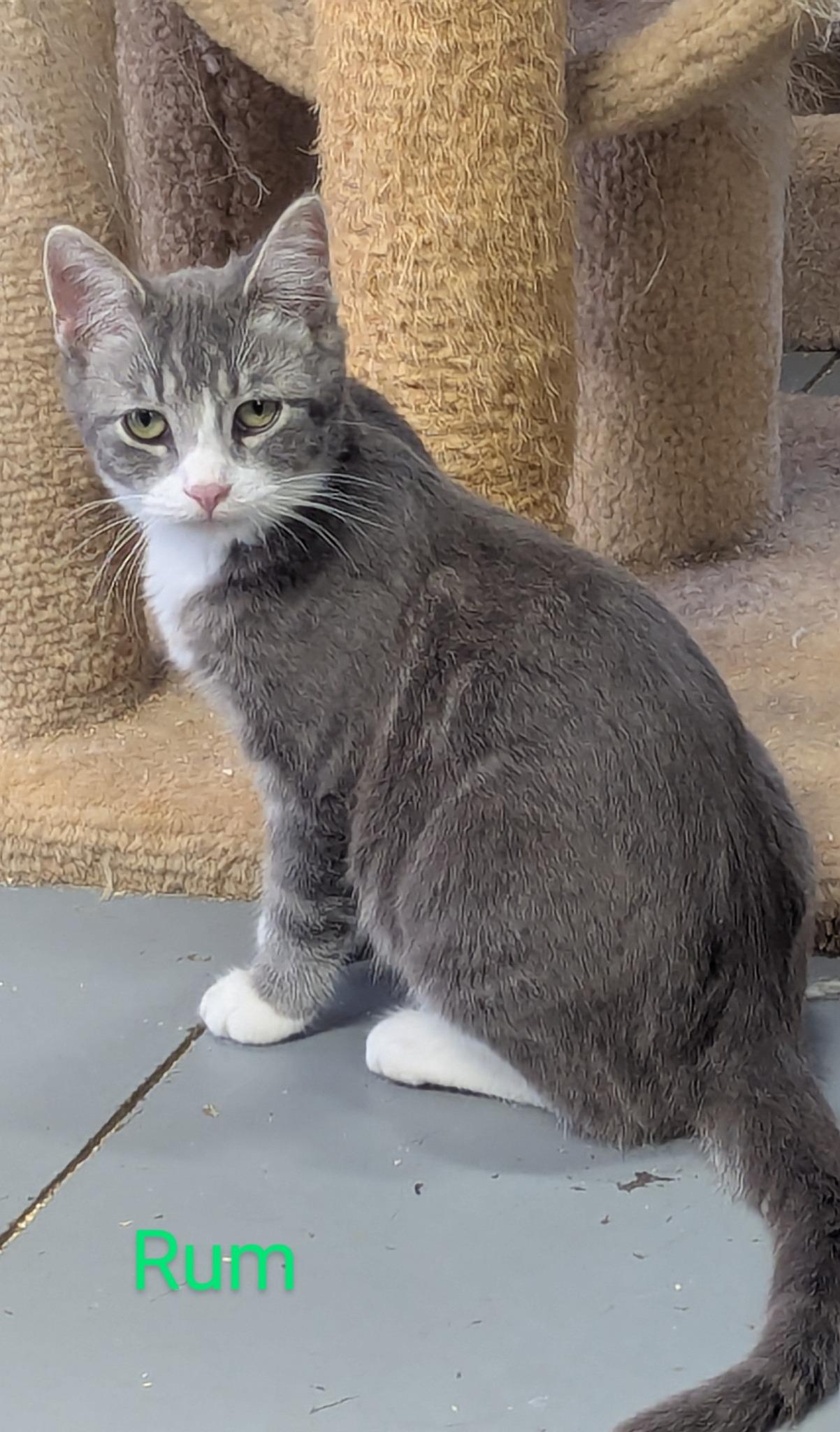 Rum, Adoptable, Young Male Domestic Short Hair.