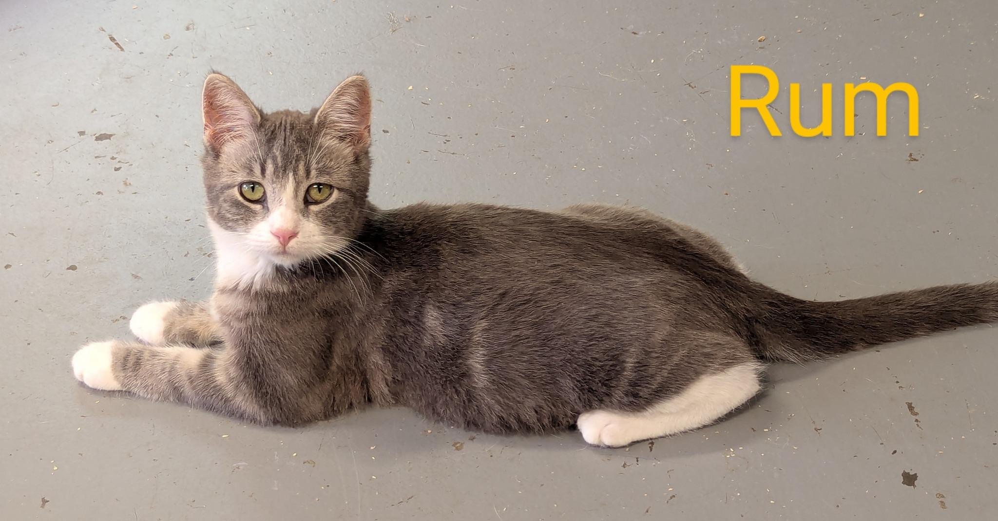 Enlarge Rum, a Adoptable Domestic Short Hair in Fort Ripley, MN image 2/2