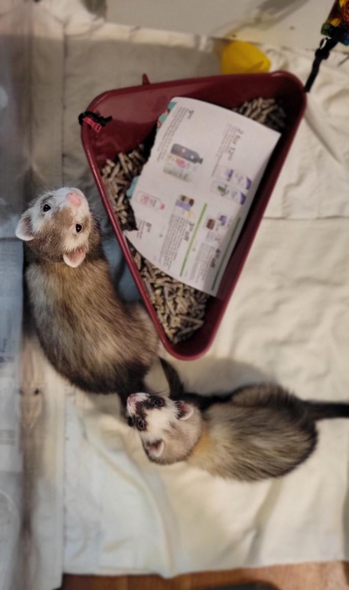 Enlarge Bam Bam, a Adoptable Ferret in Acworth, GA image 1/1