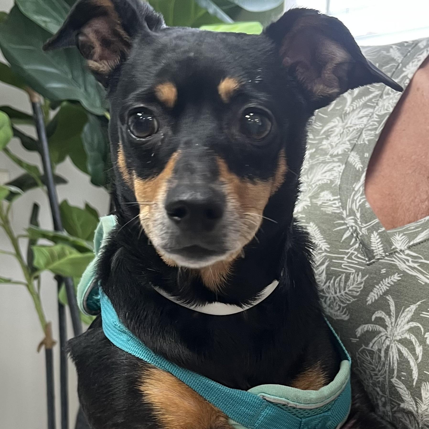 PRINCESS, a ADOPTABLE Miniature Pinscher in Carrollton, TX image 2/5