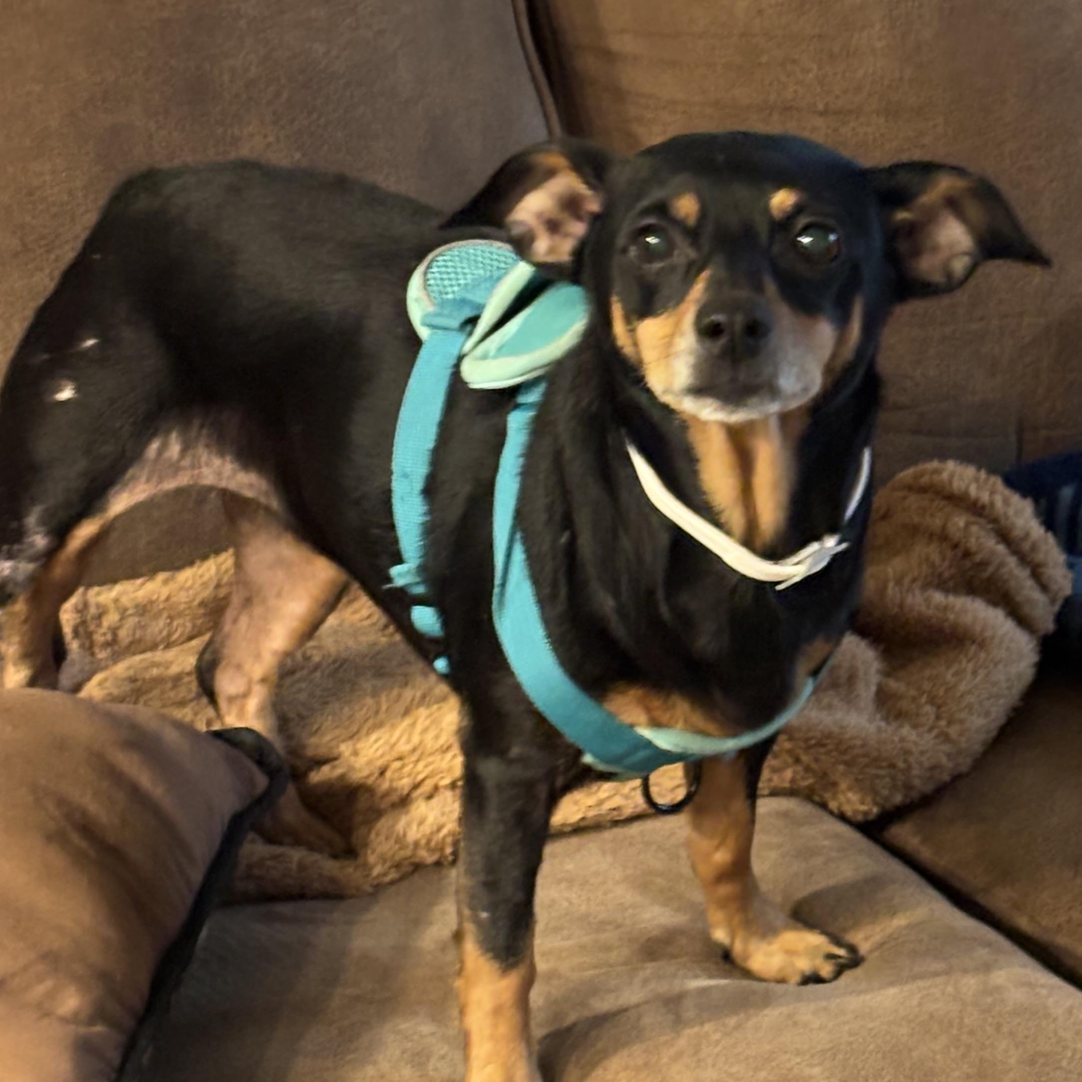 PRINCESS, ADOPTABLE, Adult Female Miniature Pinscher.