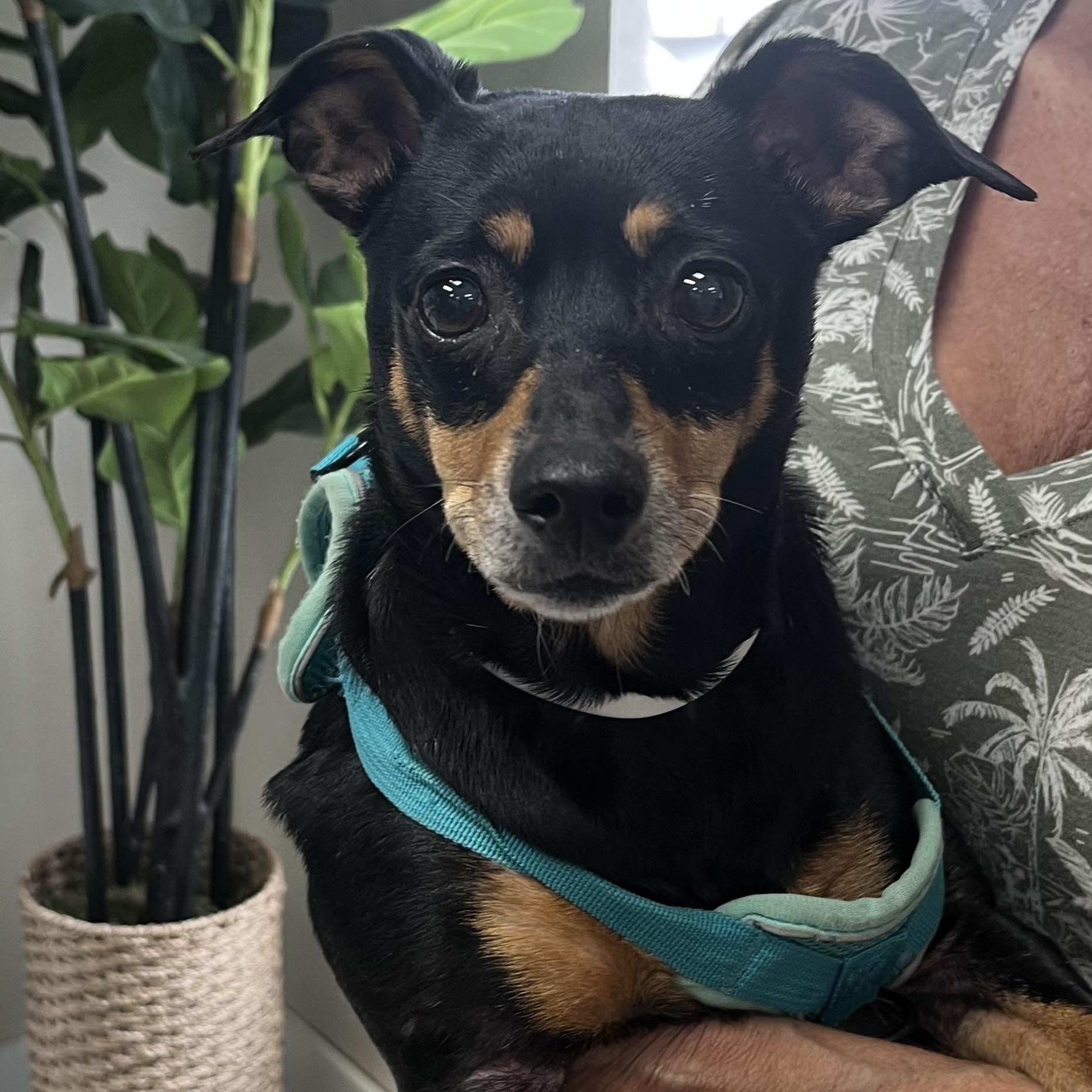 PRINCESS, a ADOPTABLE Miniature Pinscher in Carrollton, TX image 3/5