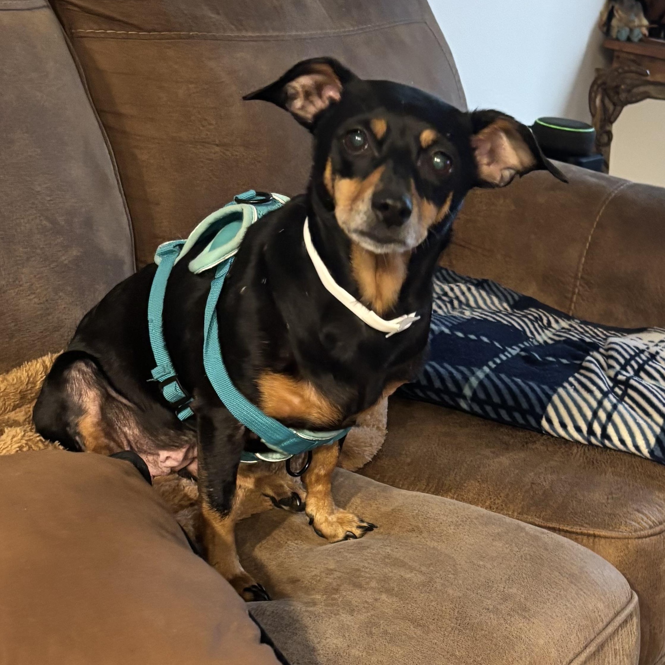 PRINCESS, a ADOPTABLE Miniature Pinscher in Carrollton, TX image 5/5