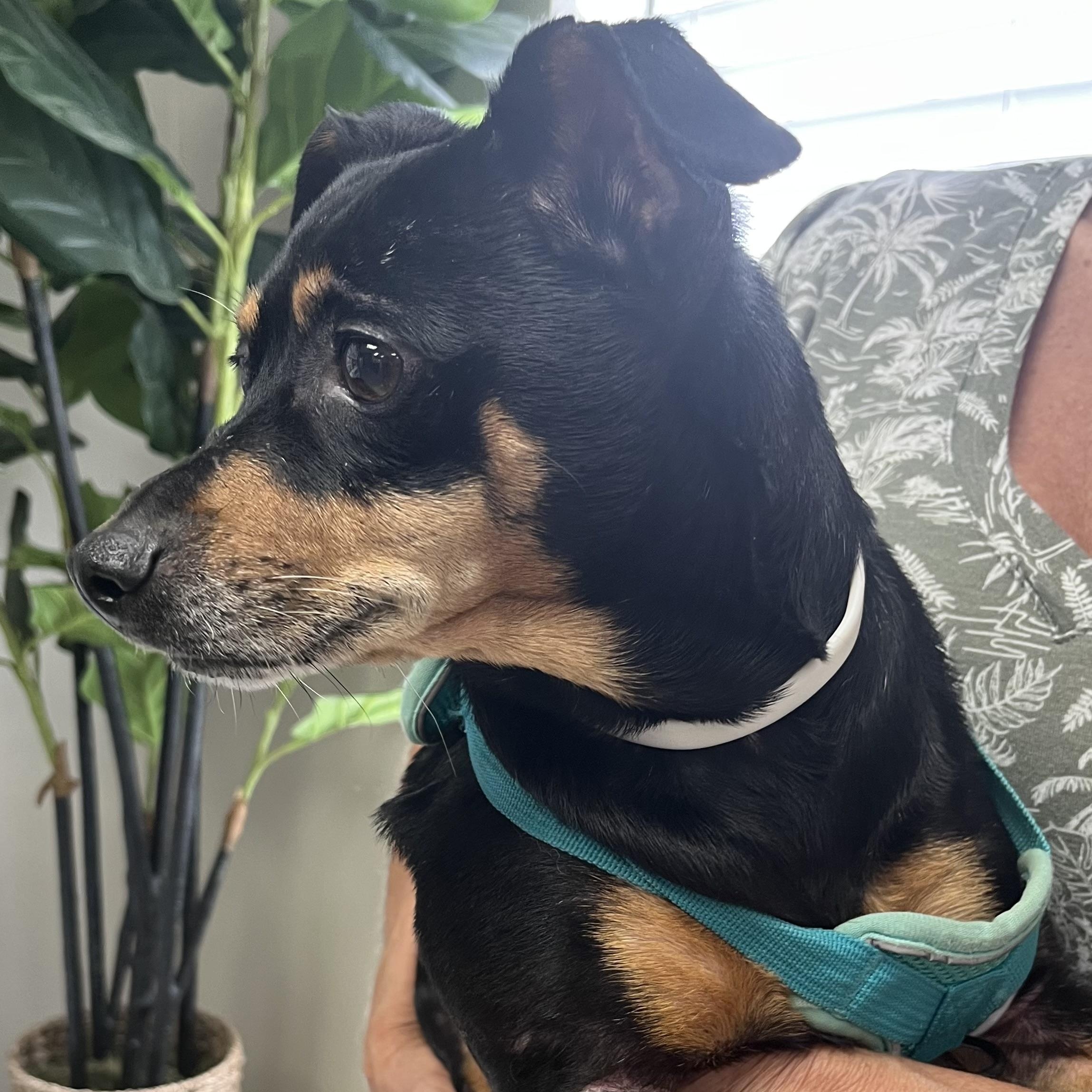 PRINCESS, a ADOPTABLE Miniature Pinscher in Carrollton, TX image 4/5