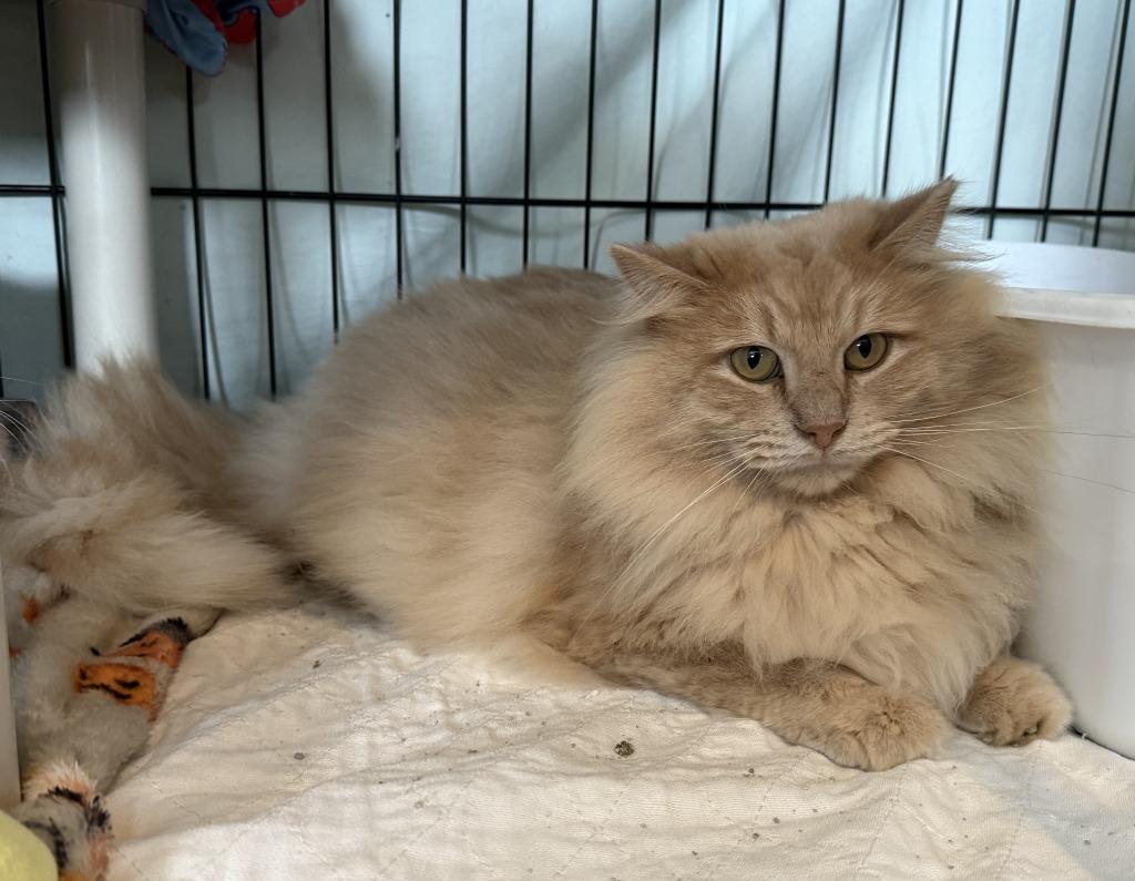 Furby, Adoptable, Adult Male Domestic Long Hair.