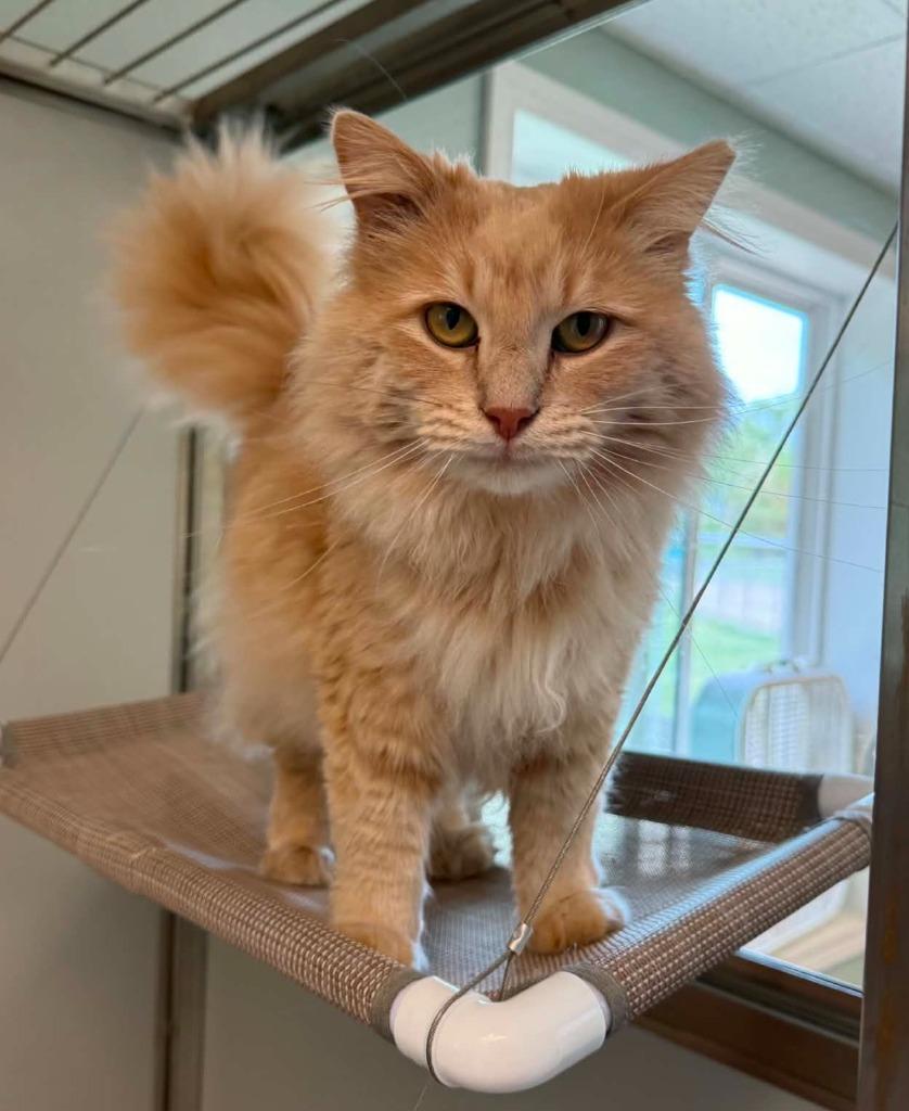 Furby, a Adoptable mixed breed in Viroqua, WI image 2/6