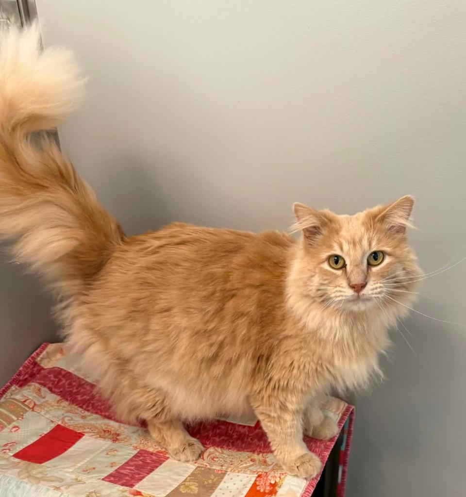 Furby, a Adoptable mixed breed in Viroqua, WI image 3/6