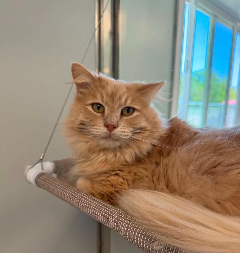 Furby, a Adoptable mixed breed in Viroqua, WI image 6/6