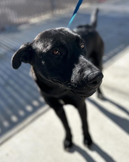 Blackie #0523 (1003), ADOPTABLE, Adult Male Shepherd.