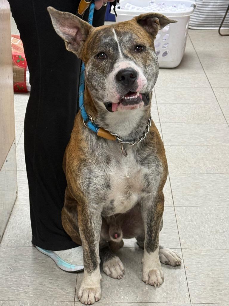 Wagner, Adoptable, Young Male Mountain Cur.
