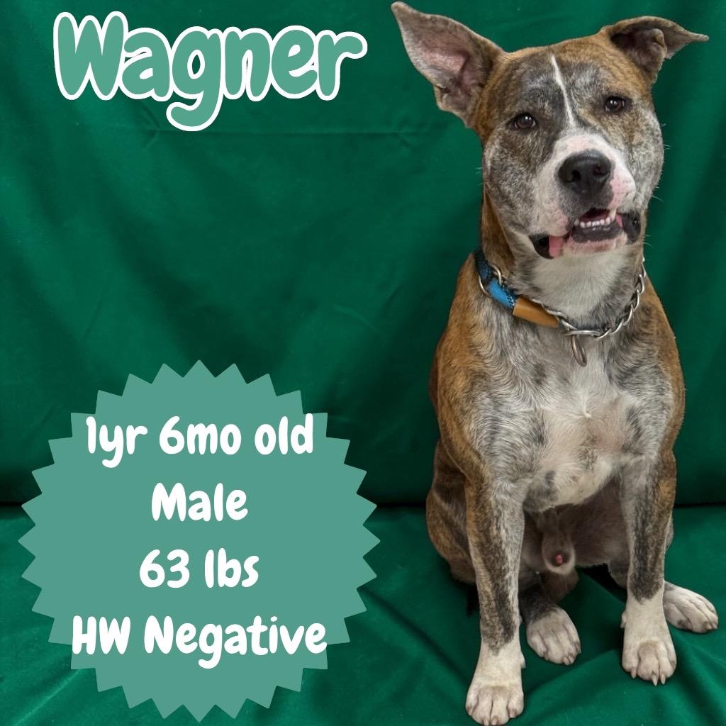 Enlarge Wagner, a Adoptable mixed breed in Sorrento, LA image 2/2