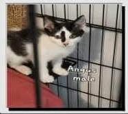 Angus, Adopted, Young Female Domestic Short Hair.