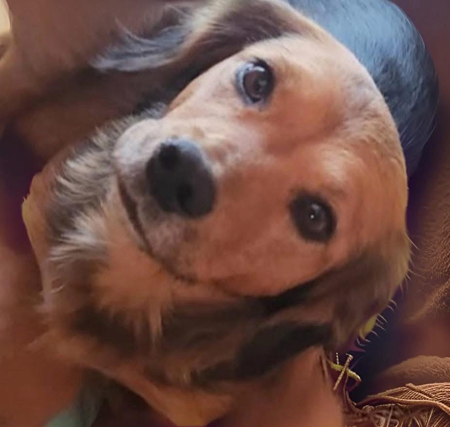 Glenda, ADOPTABLE, Adult Female Beagle.