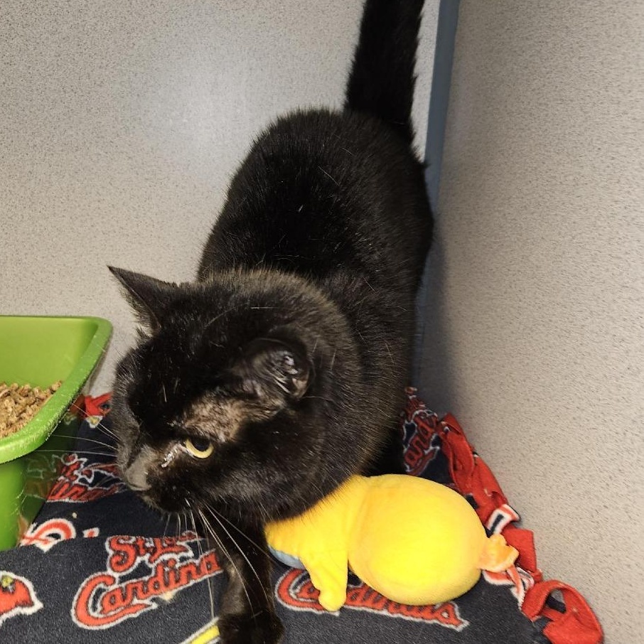 Dinah, adopted, Adult Female Domestic Short Hair.