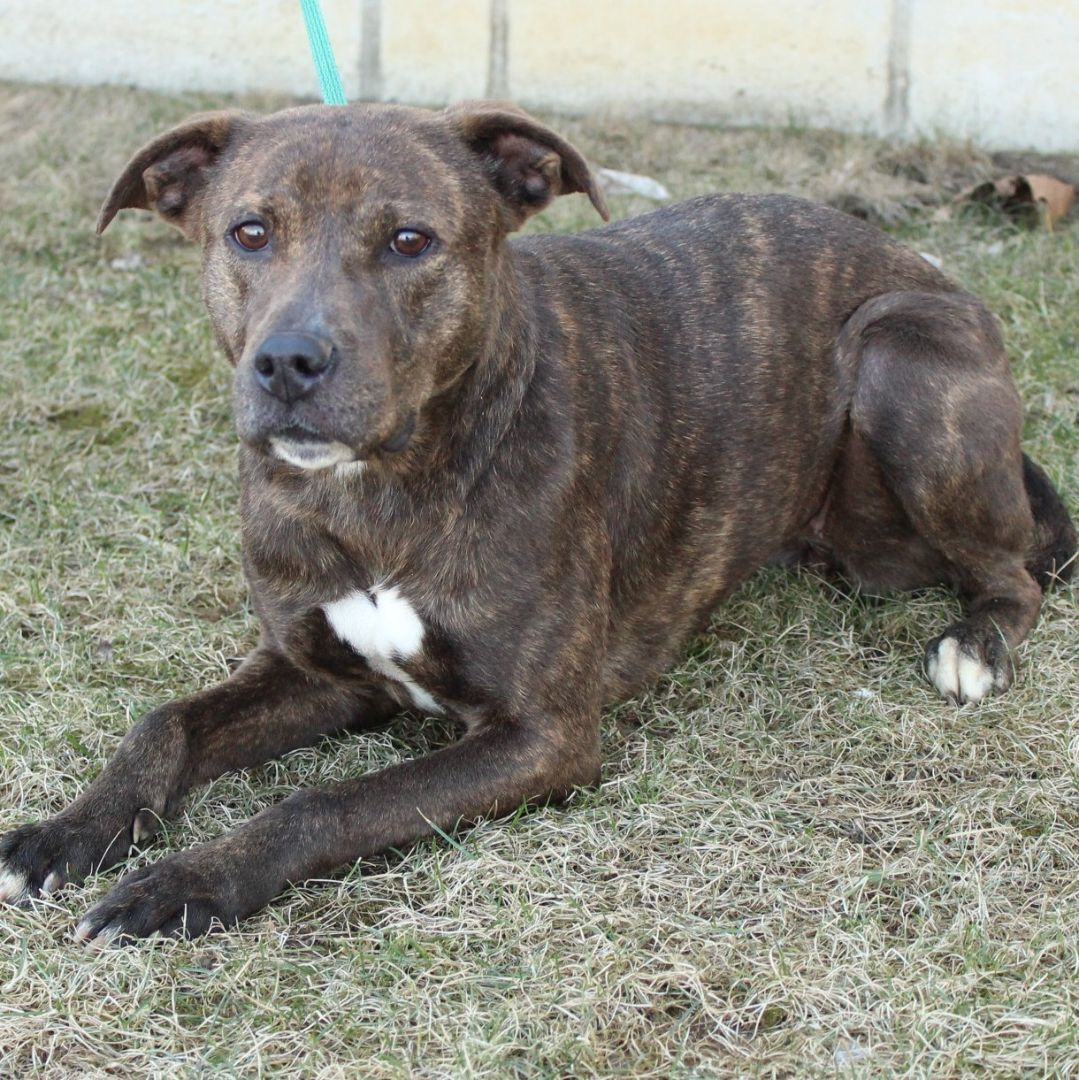 Mazakeen, a Adoptable mixed breed in Eaton, OH image 6/8