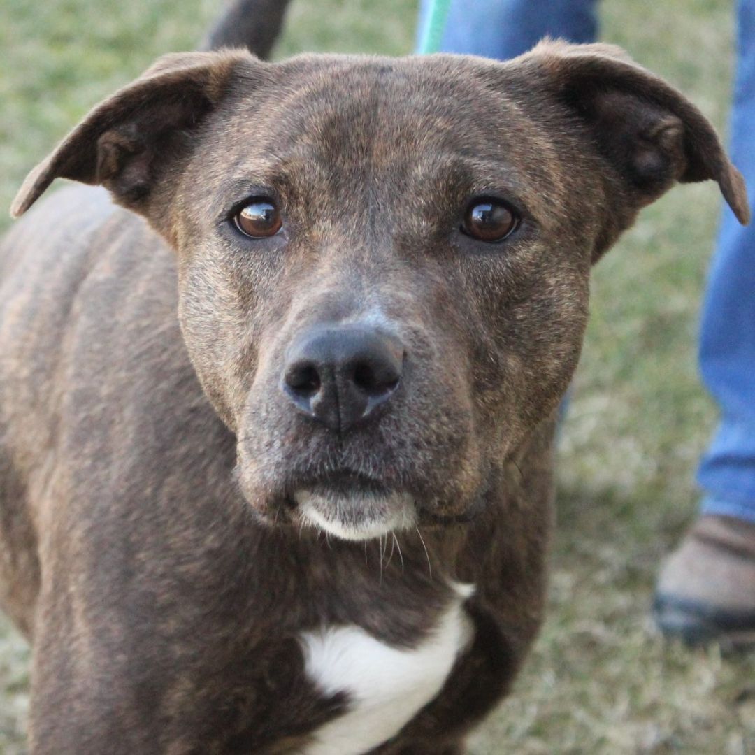 Mazakeen, Adoptable, Adult Female Labrador Retriever & Mountain Cur.
