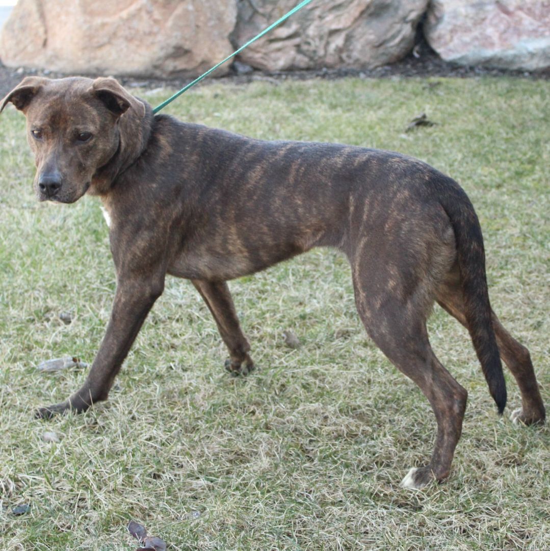 Enlarge Mazakeen, a Adoptable mixed breed in Eaton, OH image 7/8