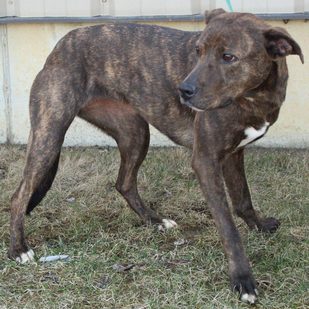 Enlarge Mazakeen, a Adoptable mixed breed in Eaton, OH image 8/8