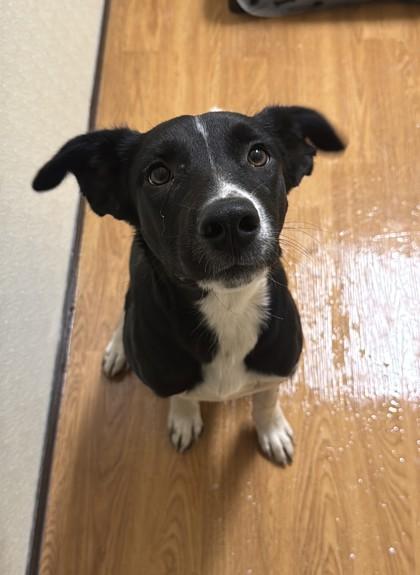 Finn, Adoptable, Adult Female Mixed Breed & Mixed Breed.