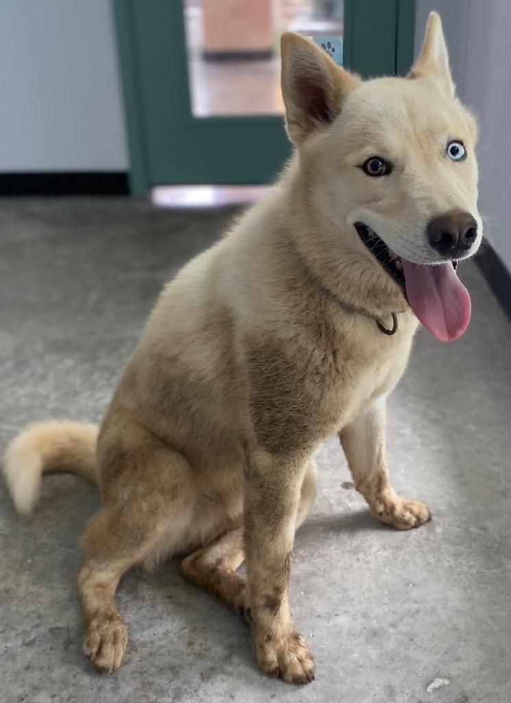 Enlarge Yang, a Adoptable mixed breed in Lockhart, TX image 1/3