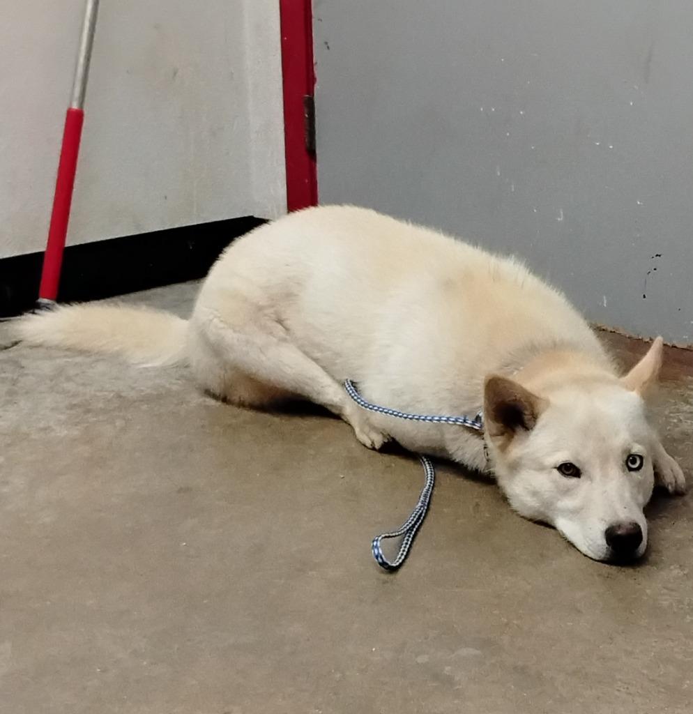 Enlarge Yang, a Adoptable mixed breed in Lockhart, TX image 2/3