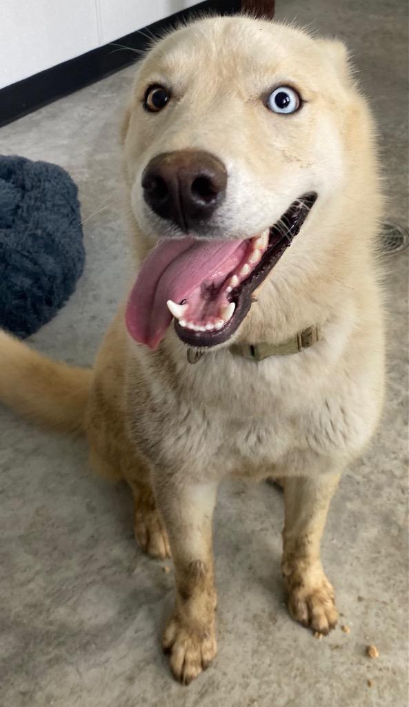 Enlarge Yang, a Adoptable mixed breed in Lockhart, TX image 3/3