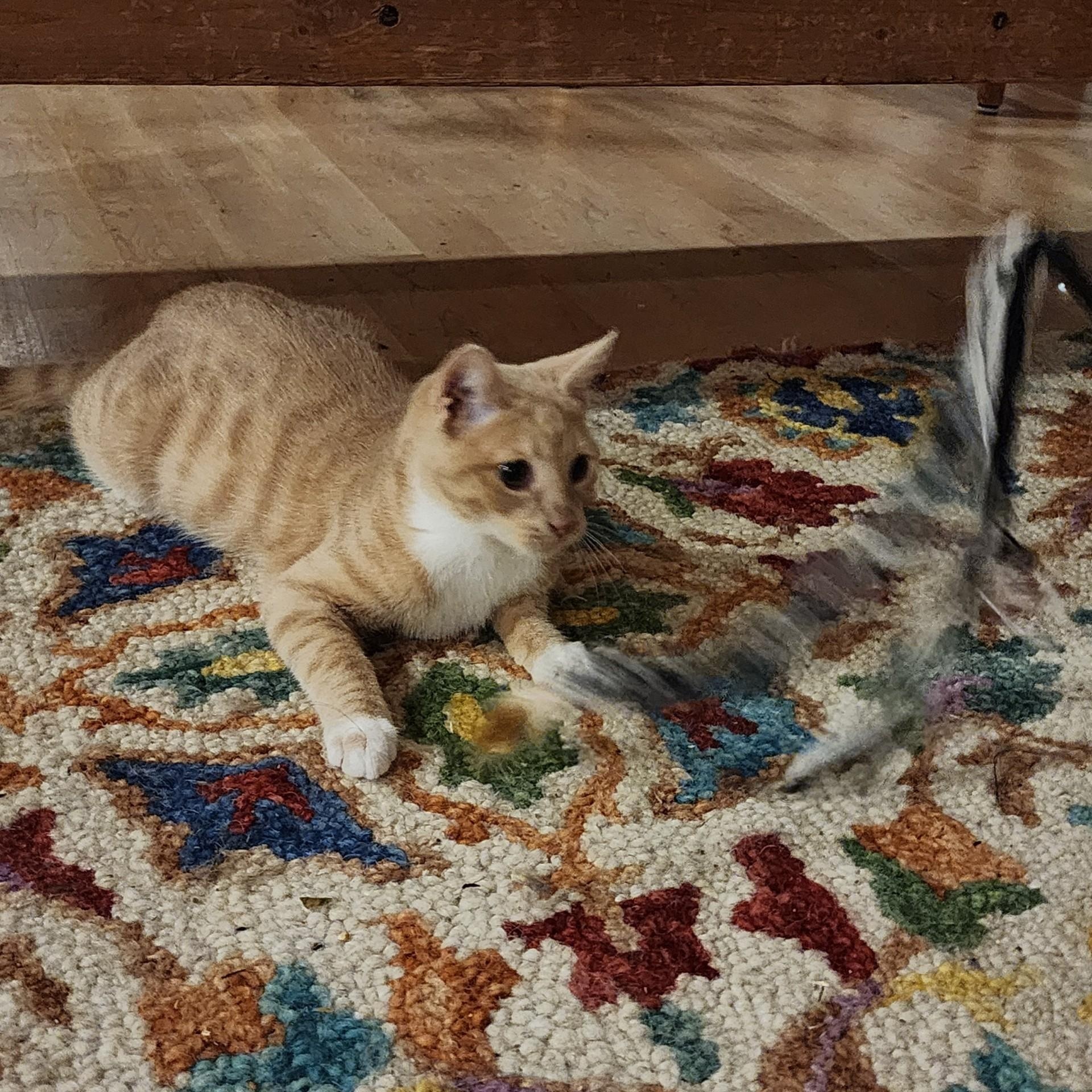 Brie, an adoptable Domestic Short Hair in Topsham, ME, 04086 | Photo Image 3
