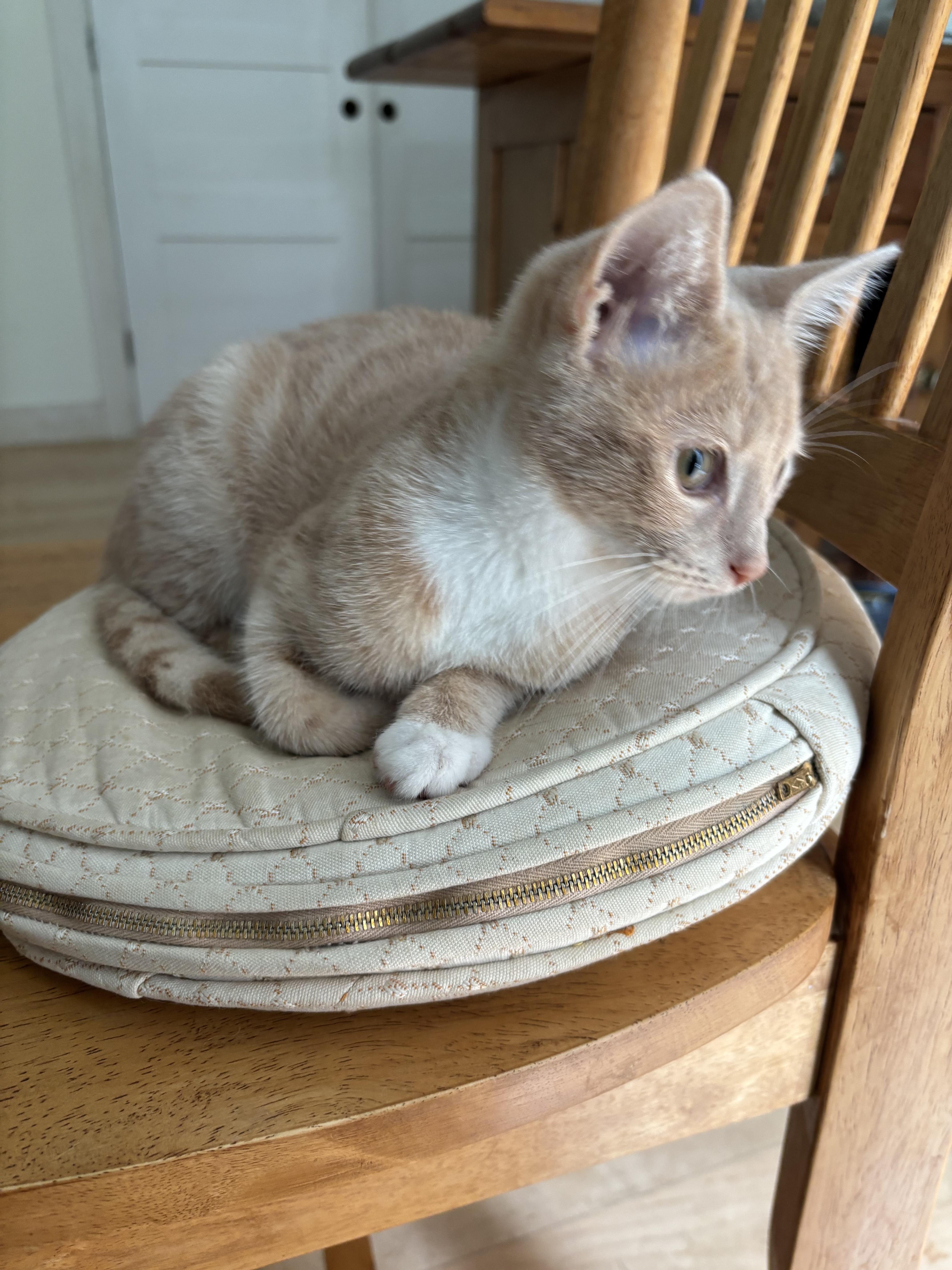 Brie, an adoptable Domestic Short Hair in Topsham, ME, 04086 | Photo Image 5