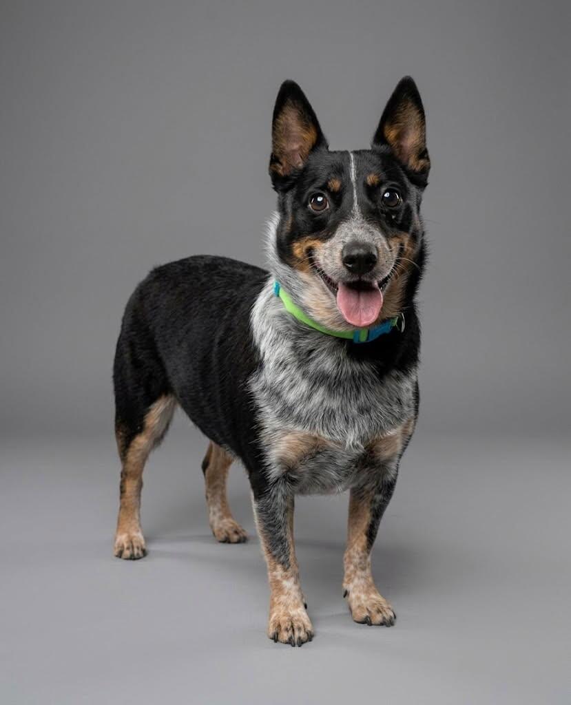 Tank, Adoptable, Adult Male Corgi & Australian Cattle Dog / Blue Heeler.
