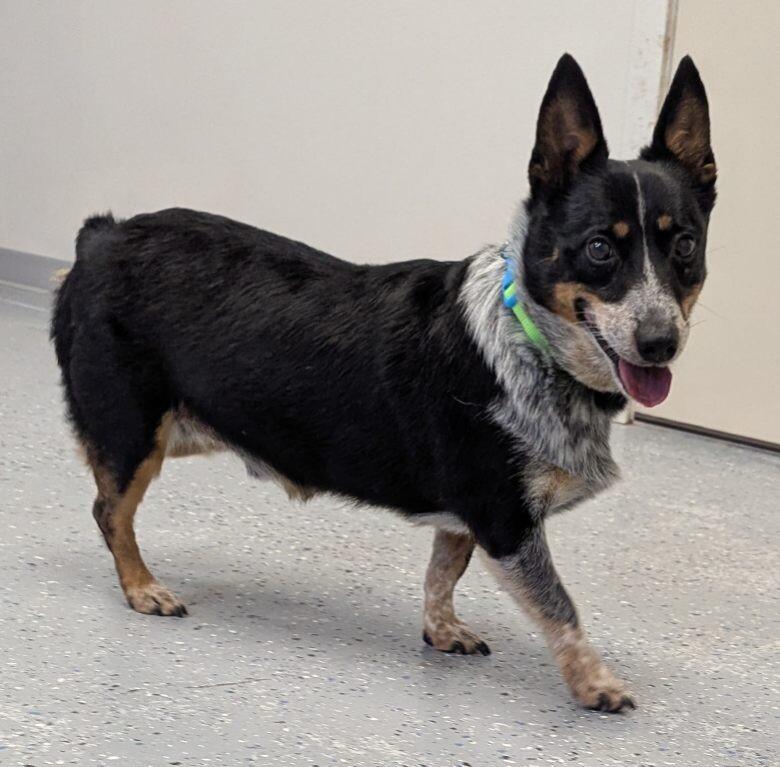 Enlarge Tank, a Adoptable mixed breed in Yankton, SD image 2/5