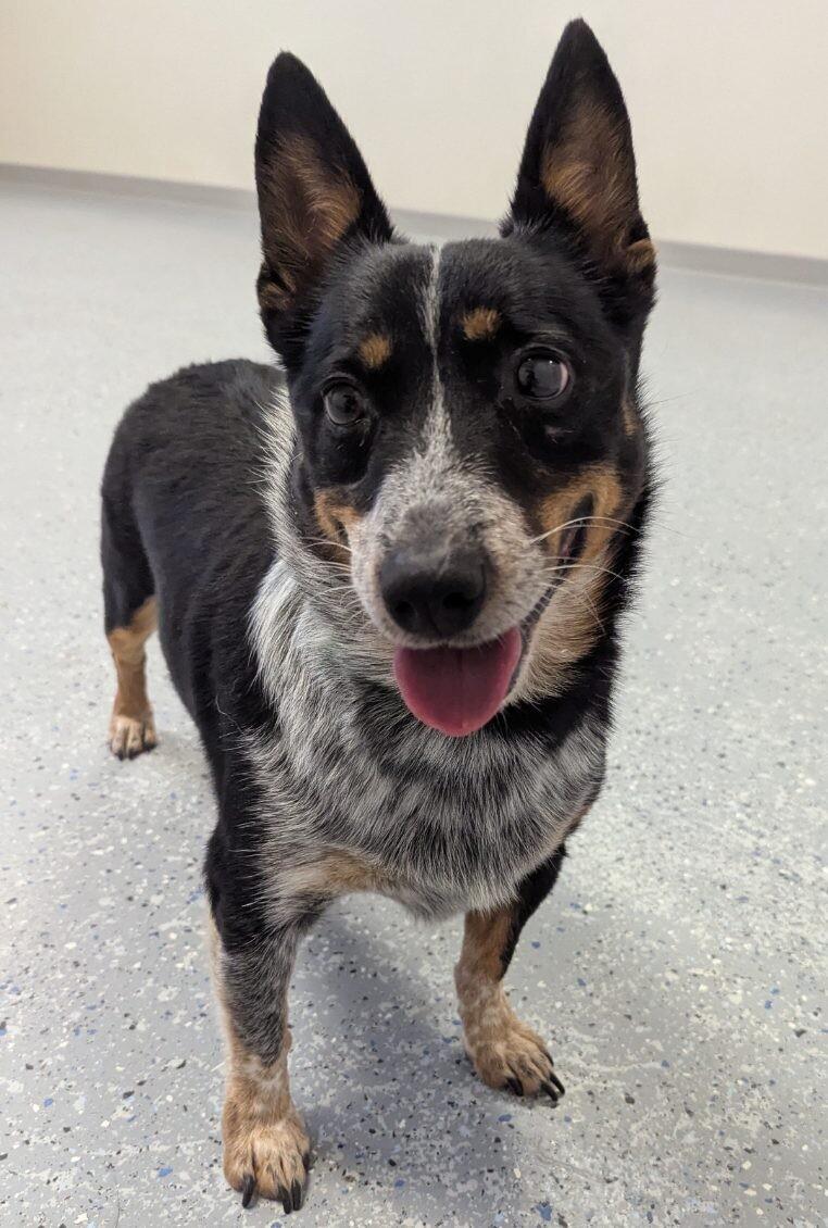 Enlarge Tank, a Adoptable mixed breed in Yankton, SD image 3/5