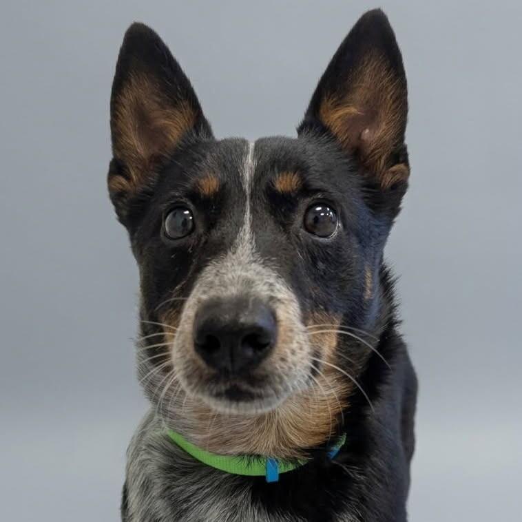 Enlarge Tank, a Adoptable mixed breed in Yankton, SD image 4/5