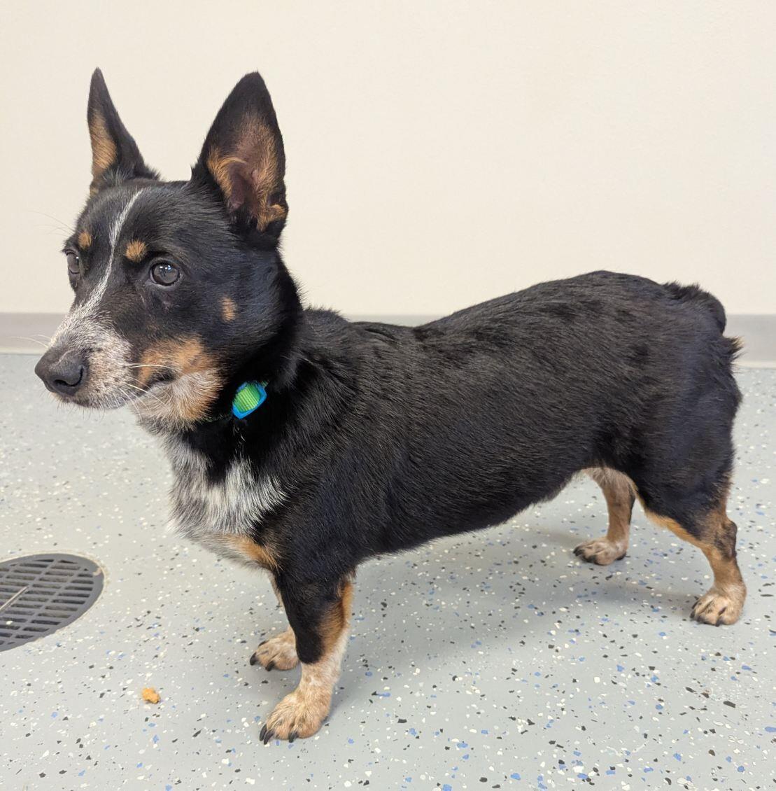 Enlarge Tank, a Adoptable mixed breed in Yankton, SD image 5/5